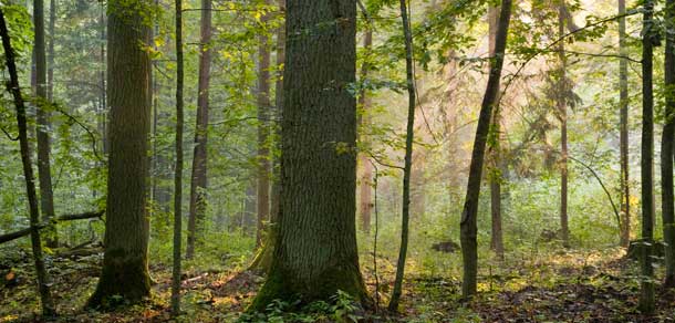 stock image of forest